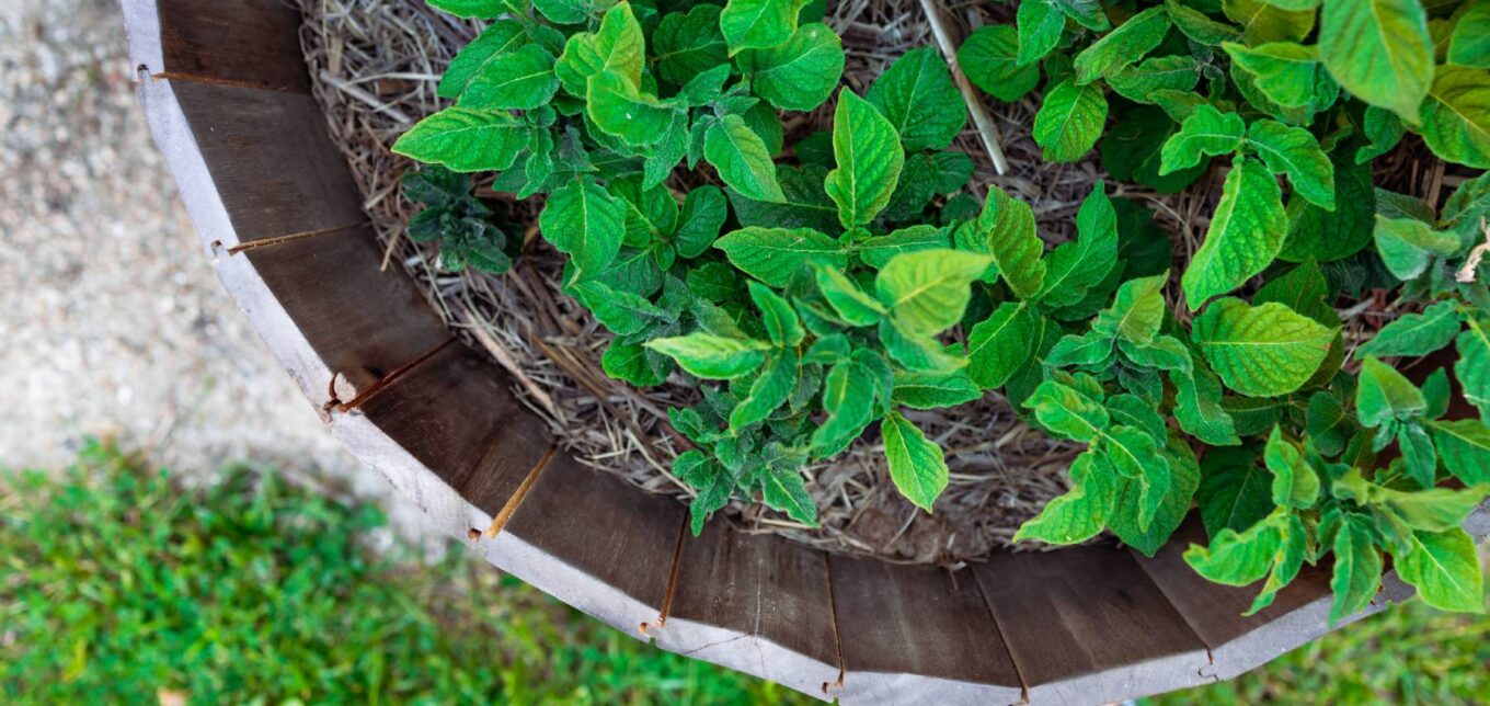 Growing Potatoes in a Barrel – Mother Earth News - Vimarsana News